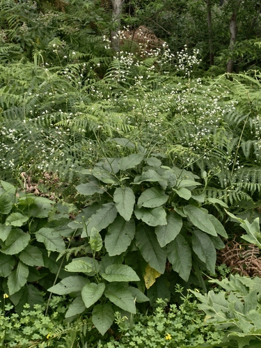 Crambe strigosa