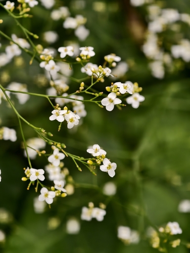 Crambe strigosa, photograph 2