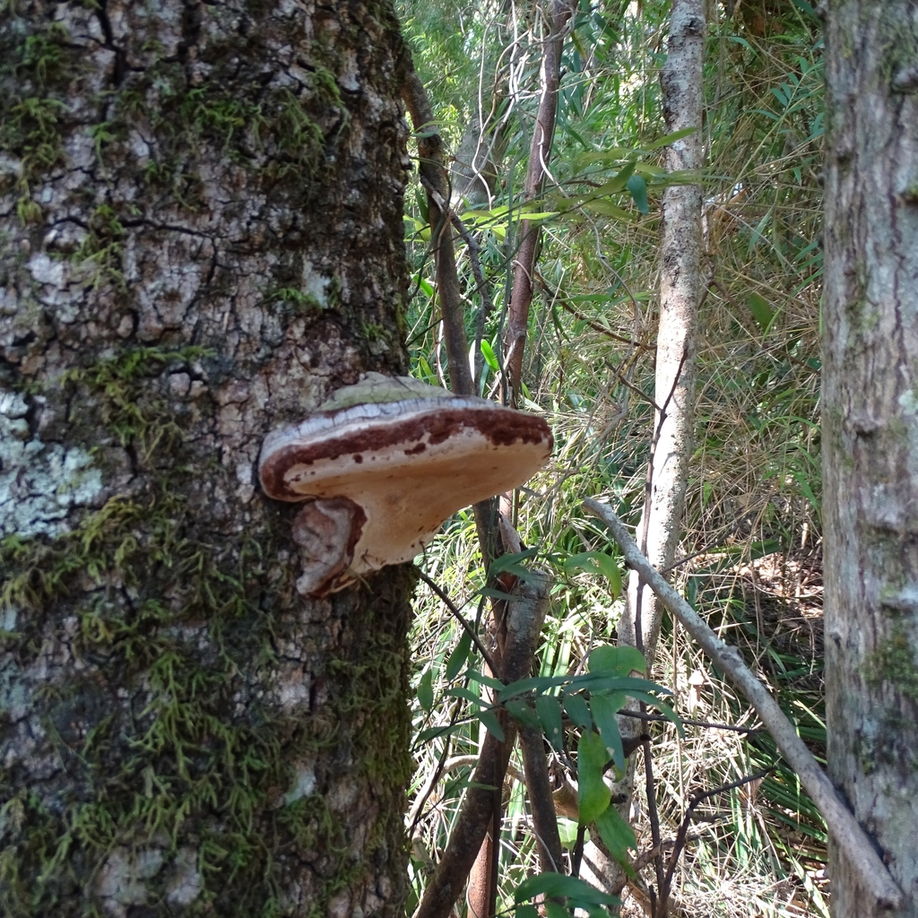 Ganoderma australe · February 2020 · photo: © cristianriquelme (iNaturalist, cc-by)
