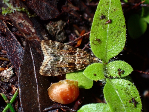 Eudonia decorella