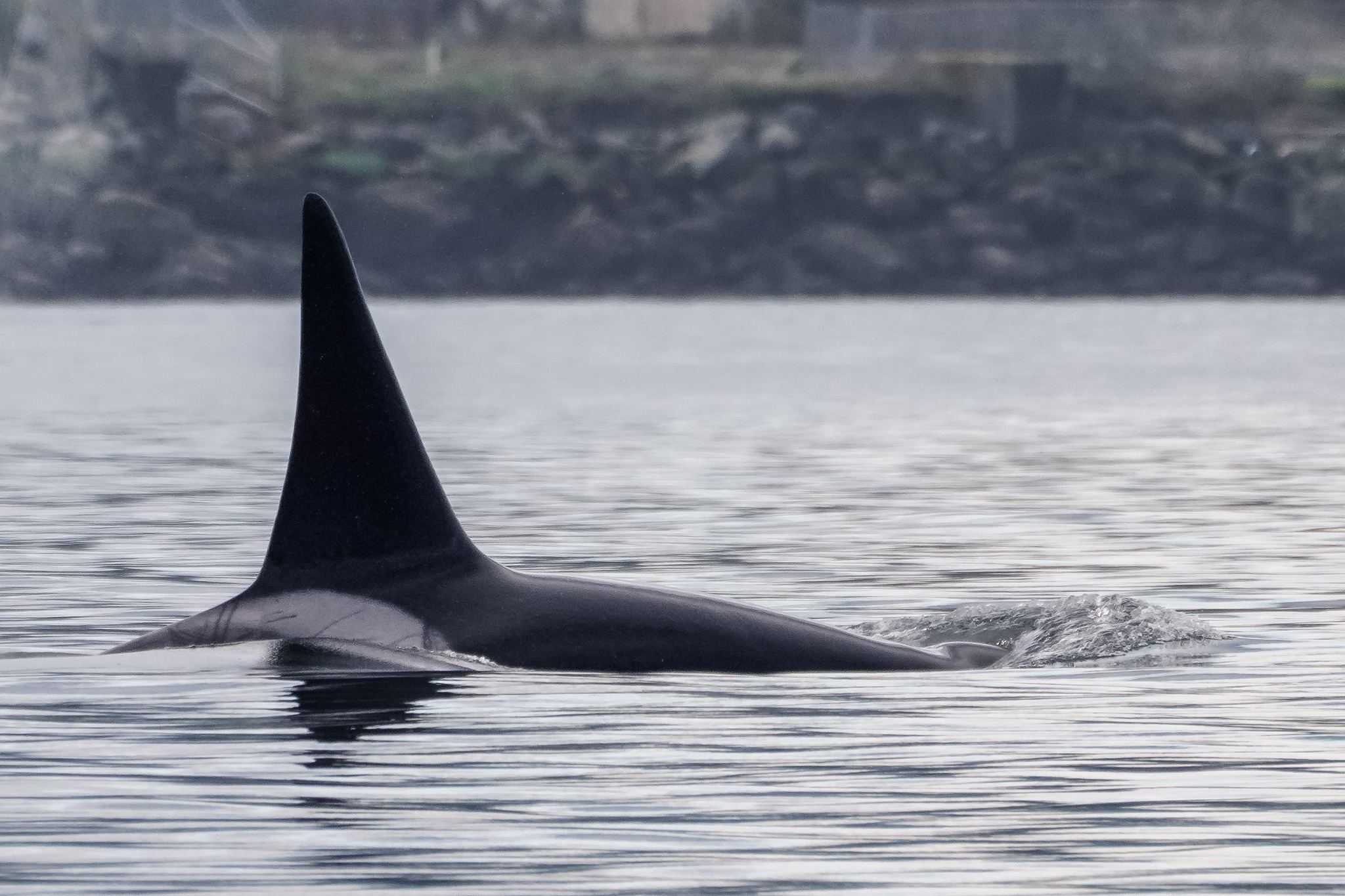 Orcinus orca