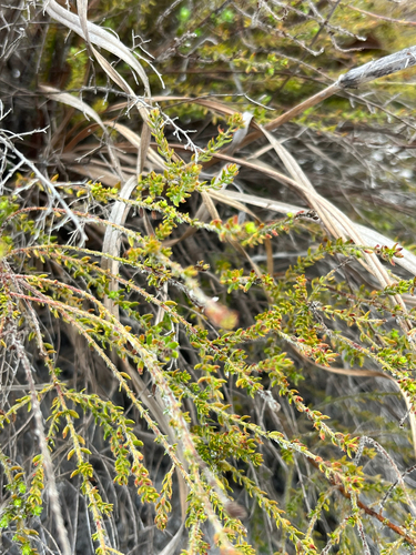 Drysand Pinweed (Lechea divaricata)