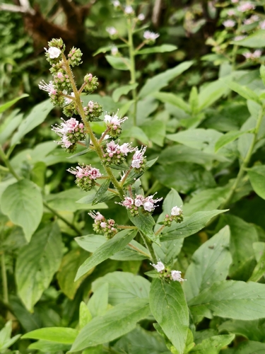 Echium strictum (Echium strictum)