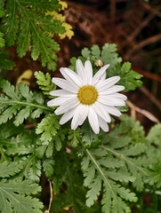 Argyranthemum broussonetii