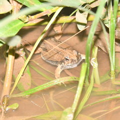 Physalaemus biligonigerus