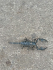 Srilankametrus indus