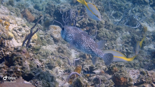 Diodon hystrix