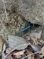 Srilankametrus indus