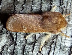 Psaphida styracis