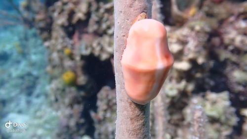 Cyphoma gibbosum