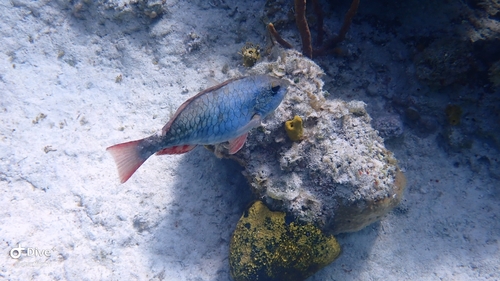 Sparisoma aurofrenatum