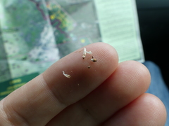 Rhynchospora latifolia