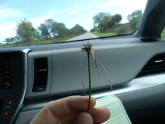 Rhynchospora latifolia