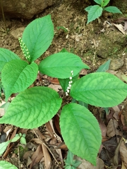 Chloranthus