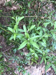 Baccharis plummerae plummerae