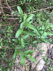 Baccharis plummerae plummerae