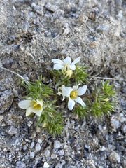 Linanthus demissus