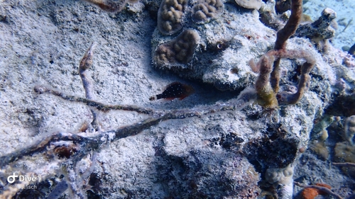 Sparisoma viride