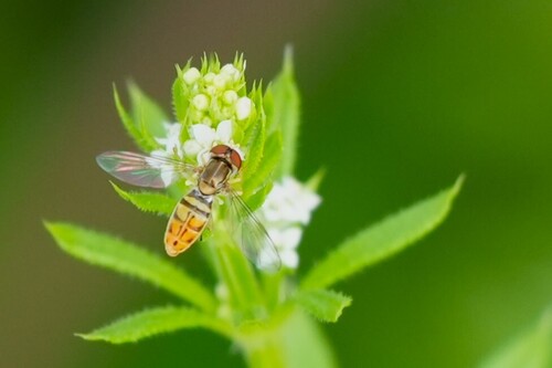 Unknown species found near Port Neches, TX, USA