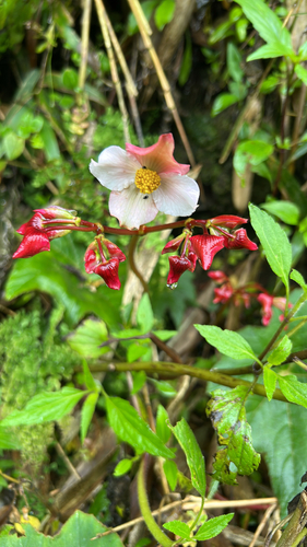 Maple-leaved begonia (Begonia acerifolia)
