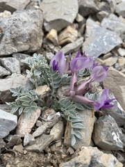 Astragalus newberryi