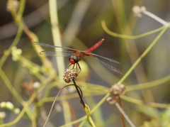 Erythrodiplax famula