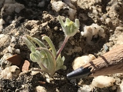 Camissoniopsis pallida