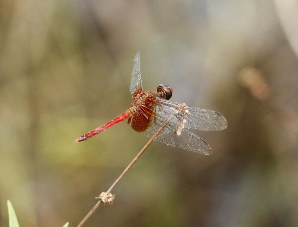 Erythrodiplax famula