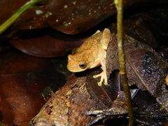 Boettger's Colombian Treefrog photo 2