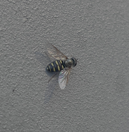 Unknown species found near Yard in Killingworth, CT 06419, USA