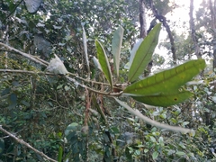 Rhodostemonodaphne laxa