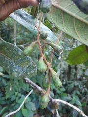 Rhodostemonodaphne laxa