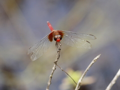 Erythrodiplax famula