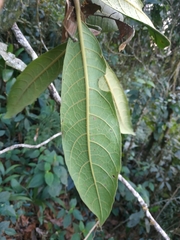 Rhodostemonodaphne laxa