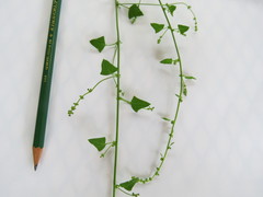 Chenopodium trigonon trigonon