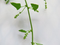 Chenopodium trigonon trigonon