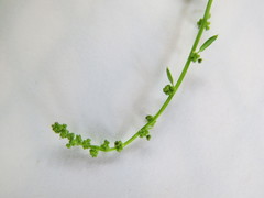Chenopodium trigonon trigonon