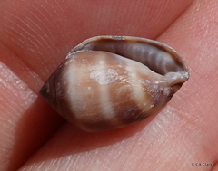 Ellobioidea