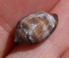 Ellobioidea