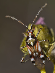 Setocoris
