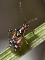 Setocoris