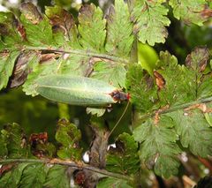 Anomalochrysa raphidioides