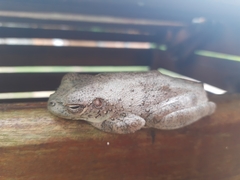 Itapotihyla langsdorffii