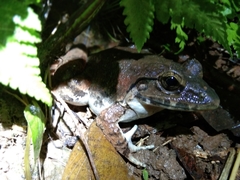 Limnonectes macrodon