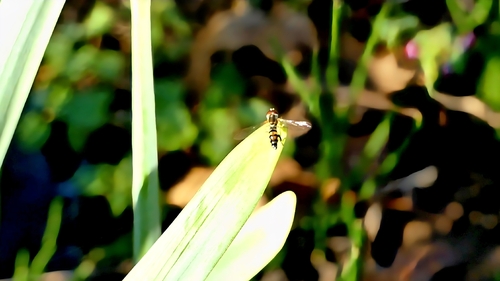 Unknown species found near Centerton, AR 72719, USA