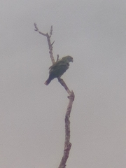 Amazona brasiliensis