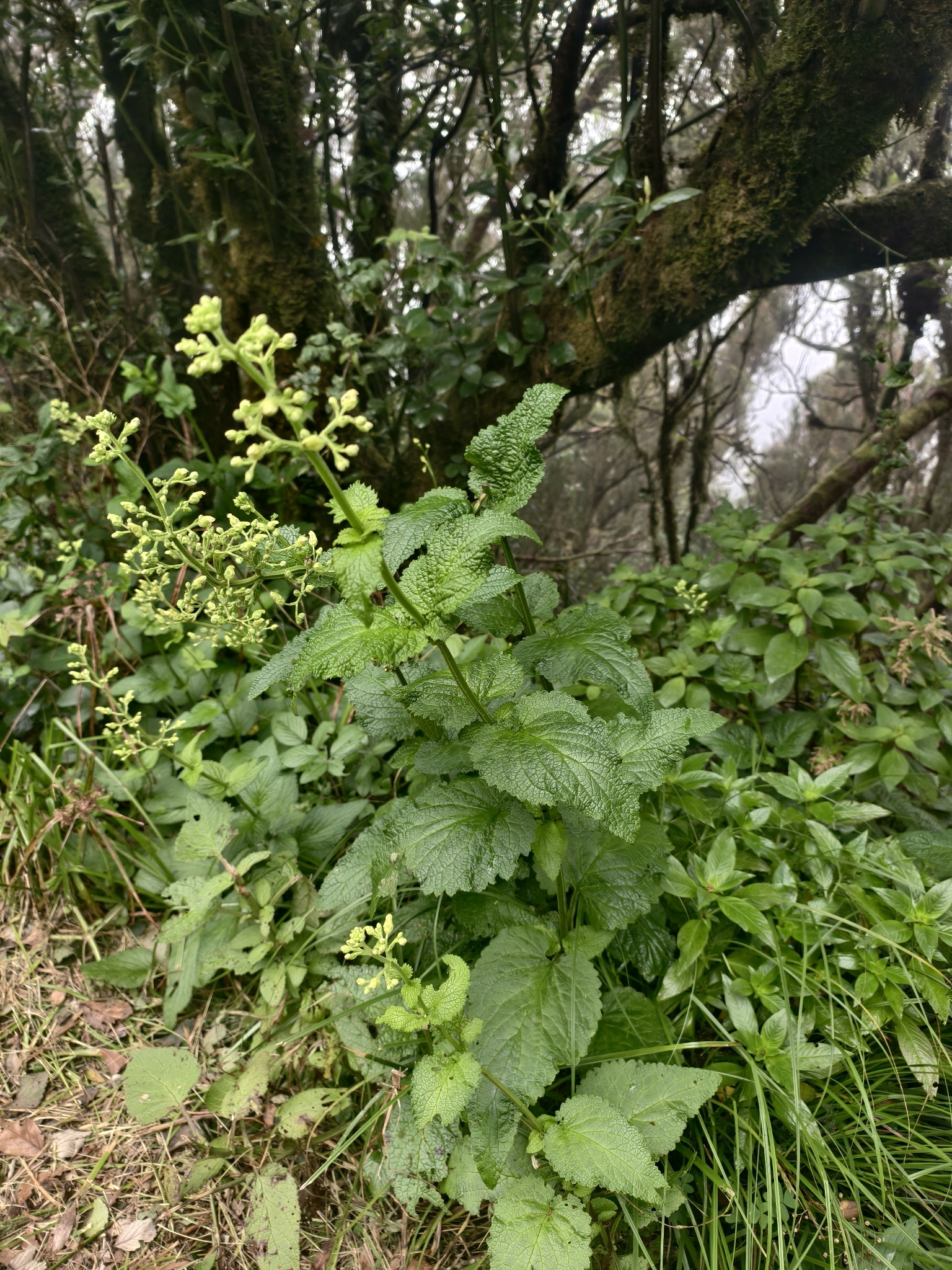 Scrophularia smithii