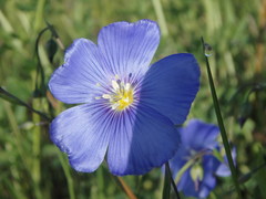 Linum perenne