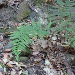 Polystichum chilense