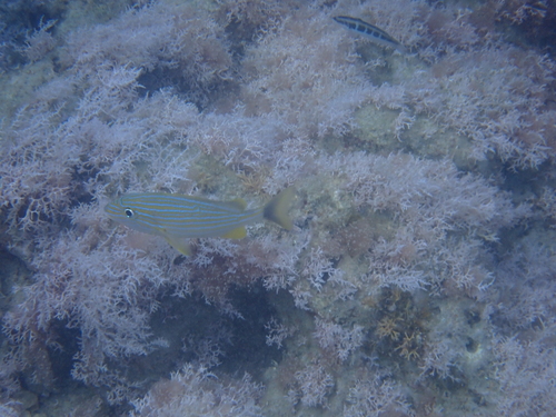 Haemulon sciurus